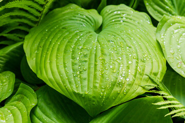 Obraz premium 'Sun Mouse' Hosta, PERENNIAL plant