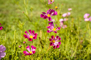 Fototapeta premium Cosmos flowers blowing in the breeze in a field.