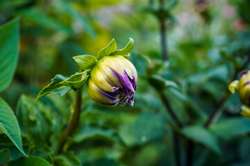 Large purple dahlia beginning to bloom outdoors.