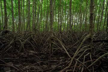 Mangrove root system in lush wetland forest. Natural coastal defense against erosion and climate...
