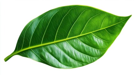 Obraz premium Lush green leaf, delicate veins, white isolated background