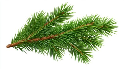 Pine branch with vibrant green needles on a white isolated background.