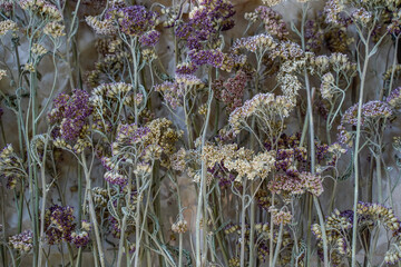 Dried yarrow flowers laid on brown craft paper. Dried flowers being stored in a box.