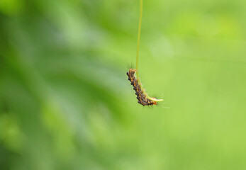 Caterpillar hanging from tree branch for eat and make silk thread, preparing to create a cocoon.
