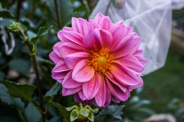 Beautiful pink dahlia flowers growing in an outdoor garden. Lucky Number dahlia plant. Organza bag covering a flowering bud in the background.