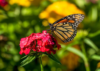 A Monarch Butterfly with beautiful wings sits atop a Red Sweet William flower offset by a colorful garden background.