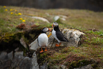 Two Atlantic puffins on rocky ground overlooking the Atlantic ocean in Elliston, Newfoundland
