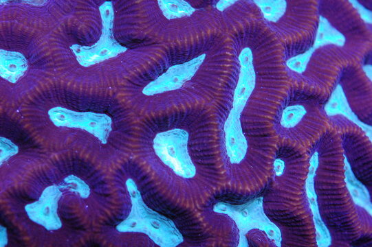 Turquoise Pineapple Brain Coral - Favia spp
