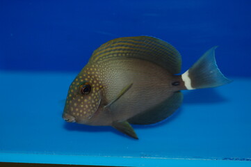 Spotface Surgeonfish, Acanhurus maculiceps © DiGUM