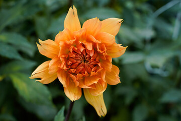 Noordwijks Glorie Dinnerplate dahlia flower beginning to open. Beautiful, multi-layer, yellow, orange dahlia flower.