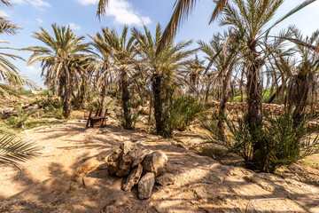 Fototapeta premium Palms in Al Qassar heritage village on Farasan island, Saudi Arabia