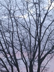 silhouette of a tree