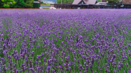 Beautiful Lavender Field in Hokkaido, Japan