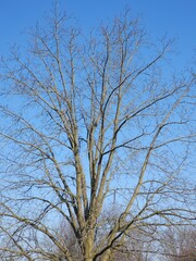 tree and sky