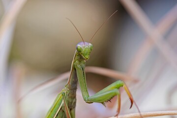 Portraiture of a praying mantis.