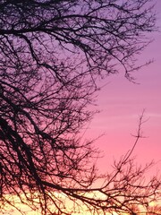 silhouette of tree in sunset