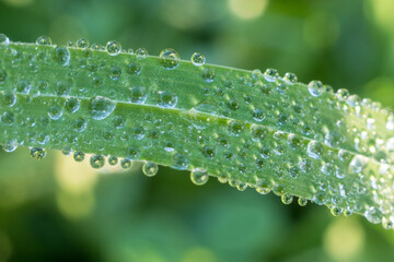 green grass with dew drops closeup