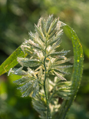 green grass on a sunny morning closeup