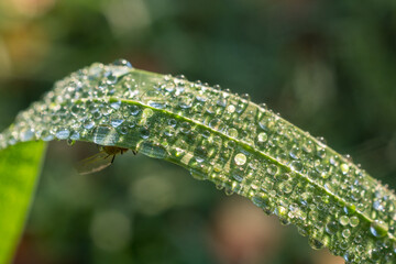 grass with dew closeup