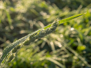 grass with dew in morning