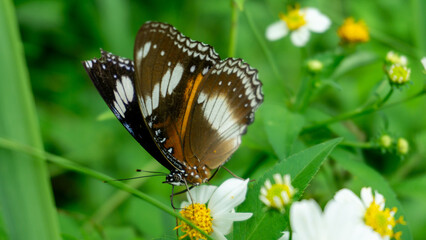 The Great Eggfly Hypolimnas bolina butterfly on a flower