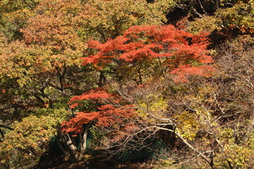 : 秋の奥多摩湖。湖岸の紅葉。