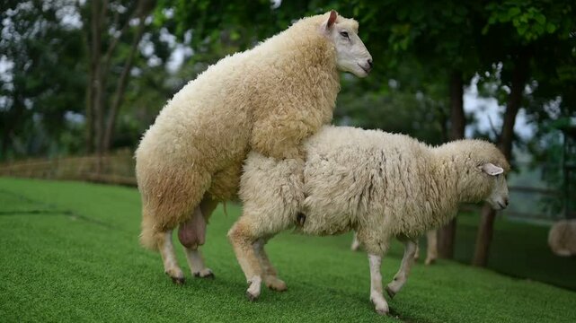The male sheep desires to reproduce.