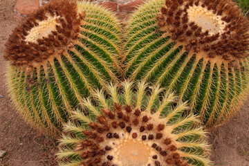 Cactus