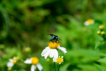 Obraz premium blue carpenter bee on a flower