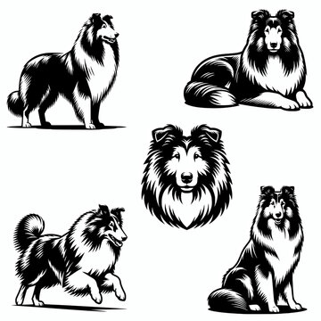 Set of rough collie vector silhouette illustration clip art element bundle