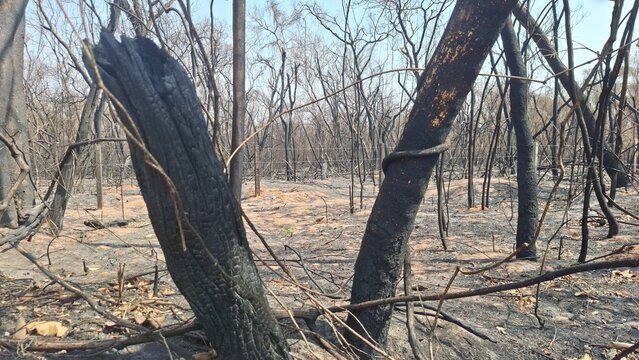 Floresta queimada, cont&eacute;m &aacute;rvores queimadas em primeiro plano e outras em segundo plano. O Solo esta coberto de cinzas.