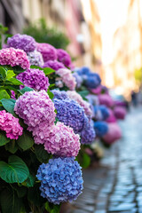 Beautiful hydrangea bushes blooming