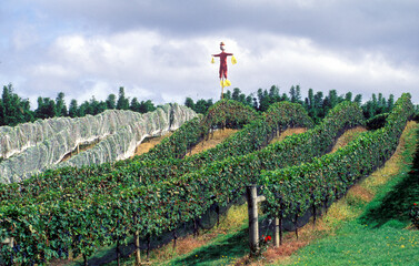  Winery and vinyard near whangarei ,New Zealand complete with scare crow..