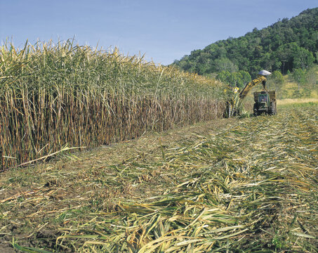 Harvesting sugar cane near the Queensland town of Proserpine.