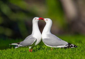 gulls in new zealand