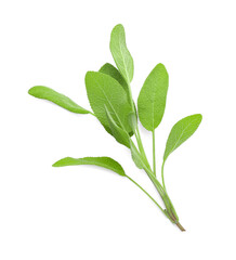 Obraz premium Branch of sage plant with green leaves isolated on white, top view