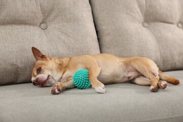 Cute Chihuahua dog with toy on sofa