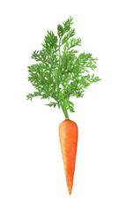 Fresh ripe carrot with green leaves isolated on white