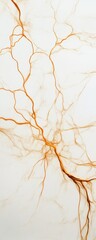 Detailed neuron structure with orange fibers, white isolated background.
