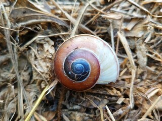 snail shell in the wild