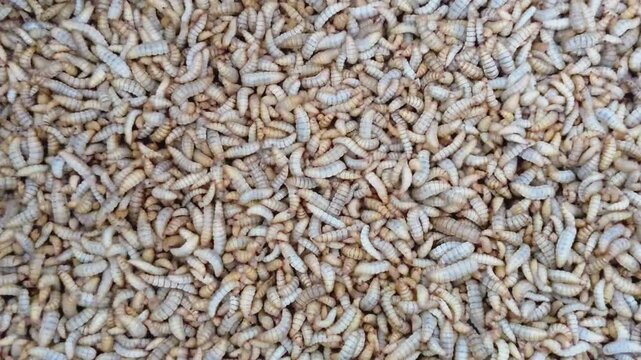 Maggot larvae are the immature stage of flies, typically from species like the housefly  or black soldier fly