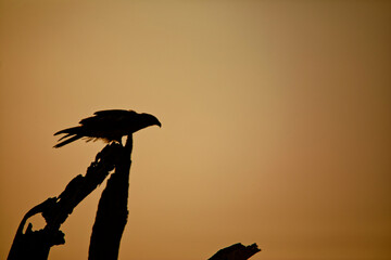 silhouette of a bird
