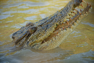 crocodile in the water