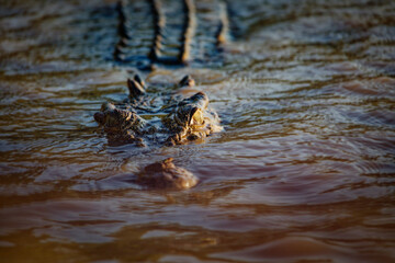 Crocodile lurking on the surface of the water