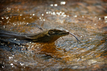 Water Monitor swimming in the lake