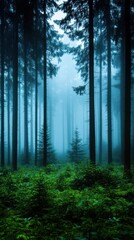 Fototapeta premium Misty forest with tall trees and lush greenery under a tranquil atmosphere.