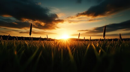 Sunset over a grassy field with warm golden light and dramatic clouds.
