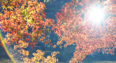 秋の山林の背景　濃い赤と黄色とオレンジに色づいた美しい紅葉の木々の葉と日の光の木漏れ日のレンズフレアとゴースト　楓・モミジ・アウトドア・行楽・旅行