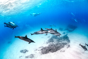 Naklejka premium Spinner dolphins glide gracefully through the deep blue Hawaiian waters