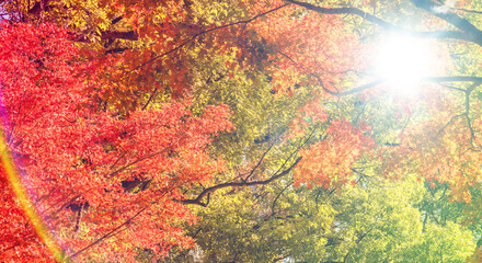 秋の山林の背景　濃い赤と黄色とオレンジに色づいた美しい紅葉の木々の葉と日の光の木漏れ日のレンズフレアとゴースト　楓・モミジ・アウトドア・行楽・旅行